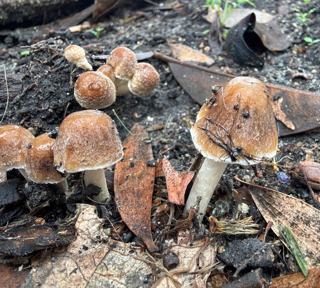 Candolleomyces candolleanus · January 2026 · photo: © catslovetofindplants (iNaturalist, cc0)