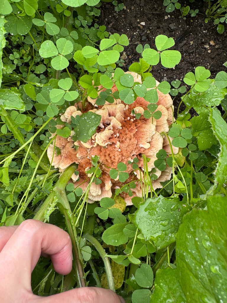Abortiporus biennis · January 2026 · photo: © catslovetofindplants (iNaturalist, cc0)