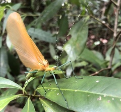Tithonophasma tithonus