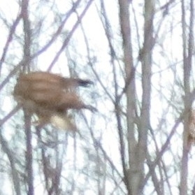 Buteo buteo (Linnaeus, 1758)