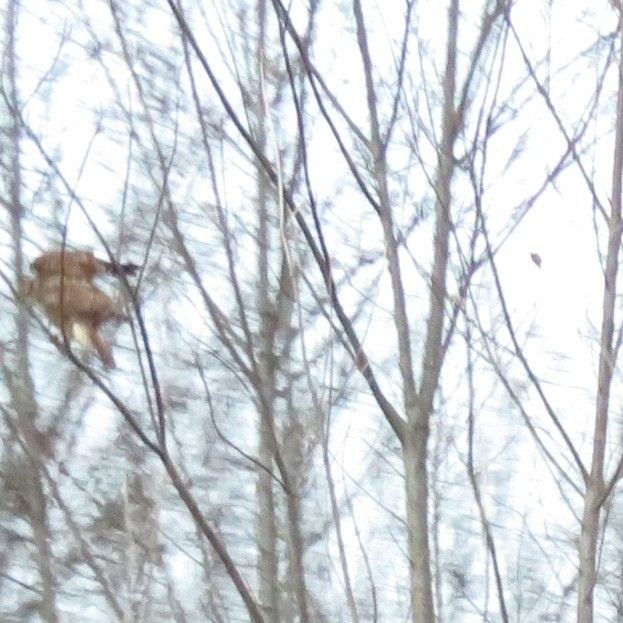 Buteo buteo (Linnaeus, 1758)