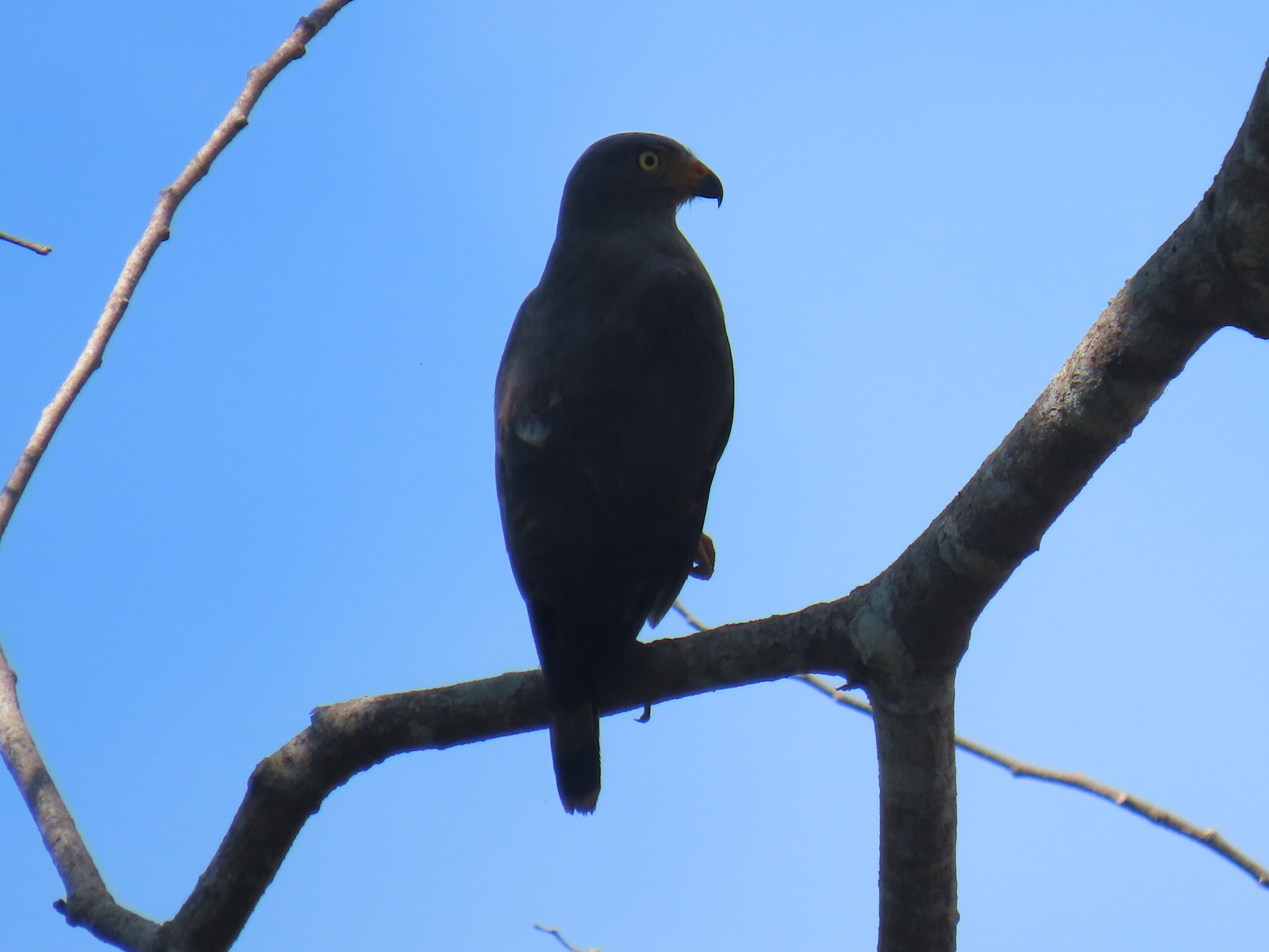Rupornis magnirostris (Gmelin, 1788)