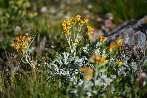 Hoary Groundsel (Jacobaea incana)