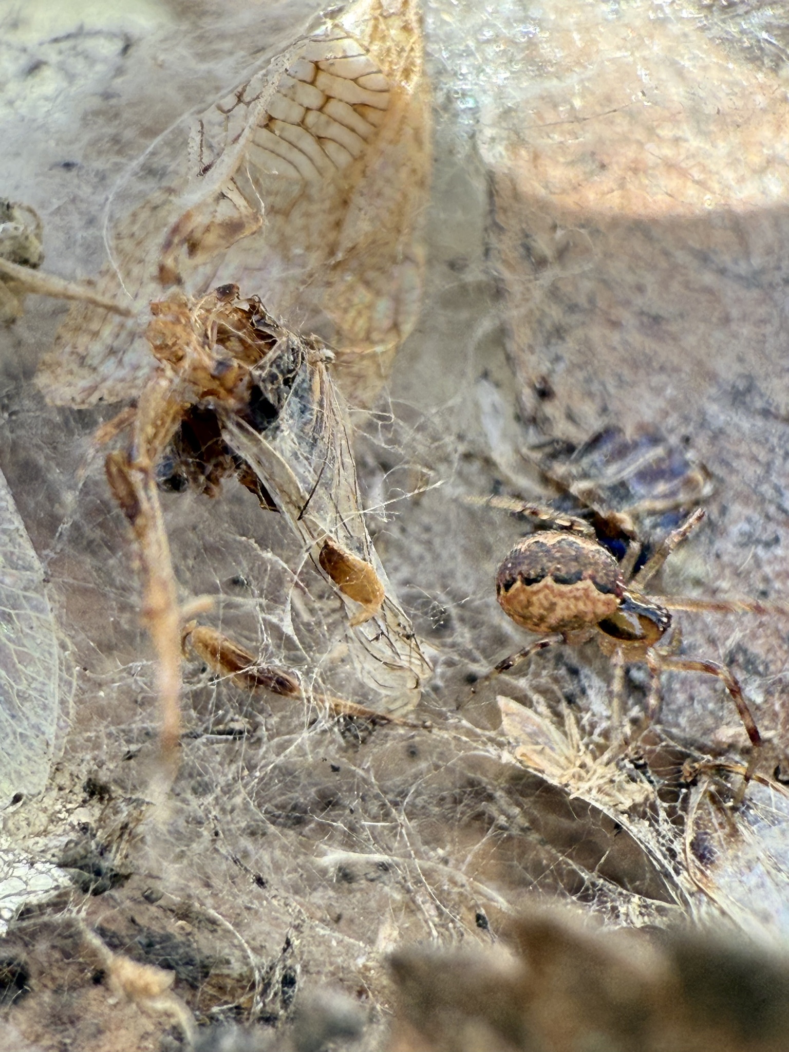 Anelosimus studiosus (Hentz, 1850)