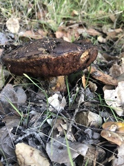Rubroboletus