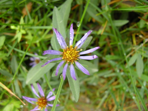 Douglas' Aster (Symphyotrichum subspicatum)