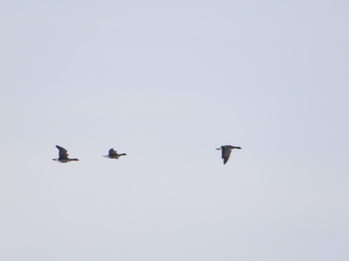 Greater White-fronted Goose (Anser albifrons), photo 9