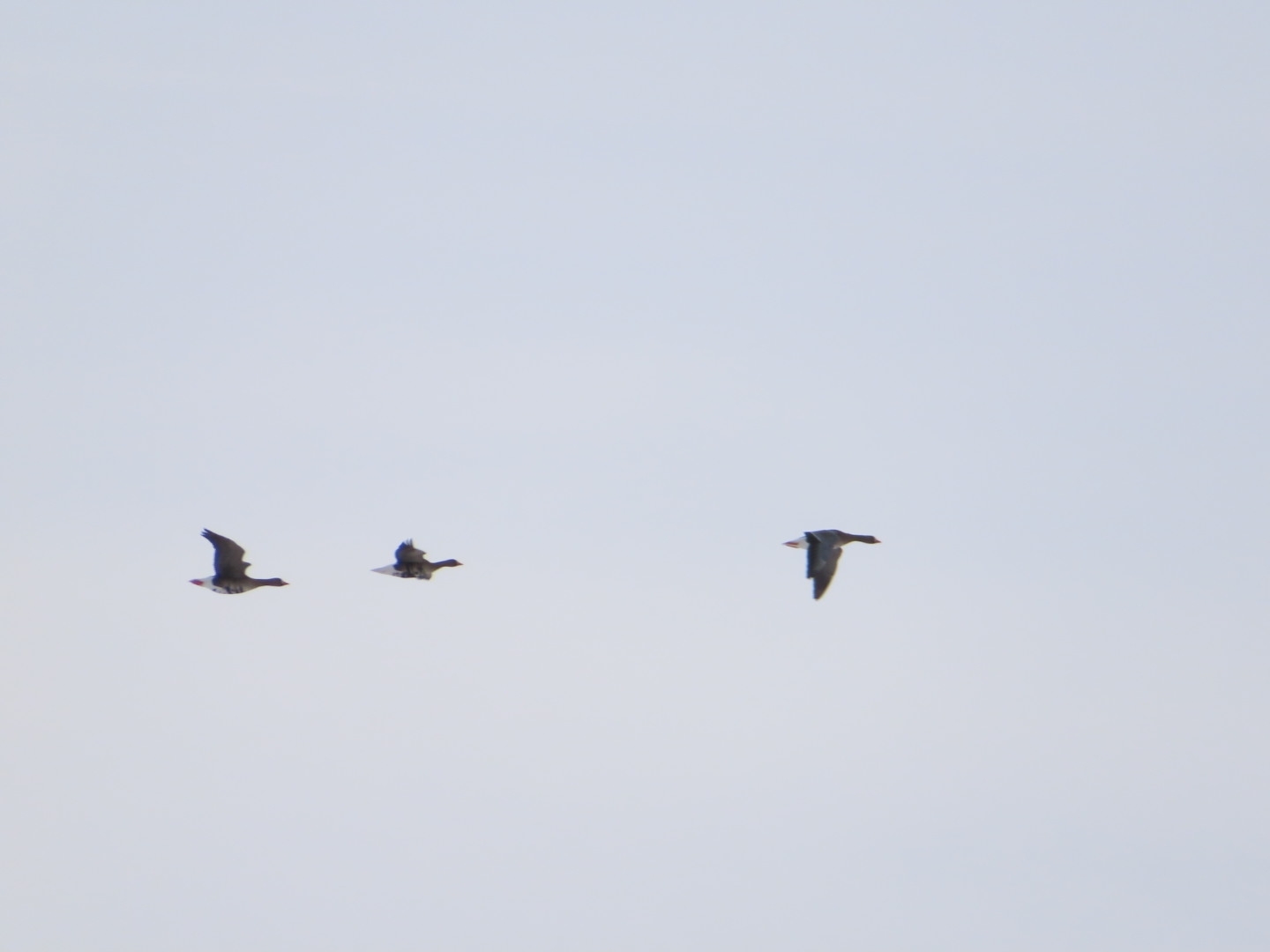 Greater White-fronted Goose (Anser albifrons), photo 10