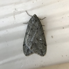 Paleacrita merriccata