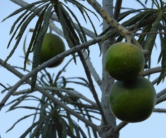 Cascabela thevetioides