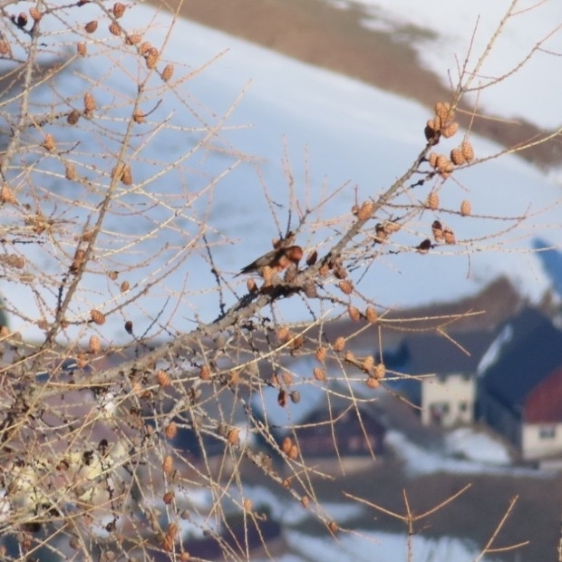 Red Crossbill (Loxia curvirostra), photo 2