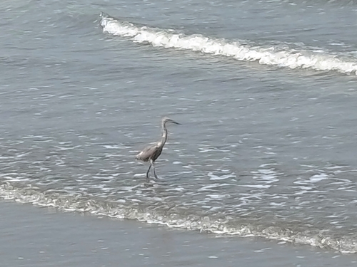 Reddish Egret (Egretta rufescens), photo 4