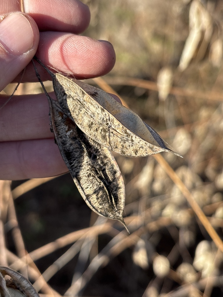 Sesbania vesicaria (Jacq.) Elliott