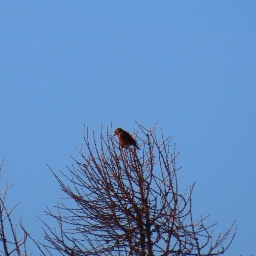 Red Crossbill (Loxia curvirostra), photo 1
