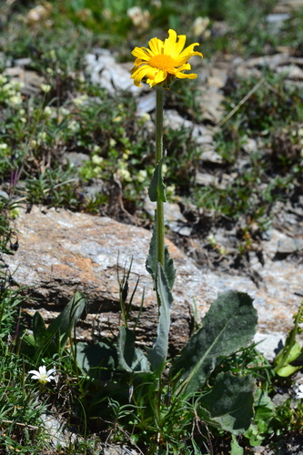 Chamois Ragwort (Senecio doronicum)