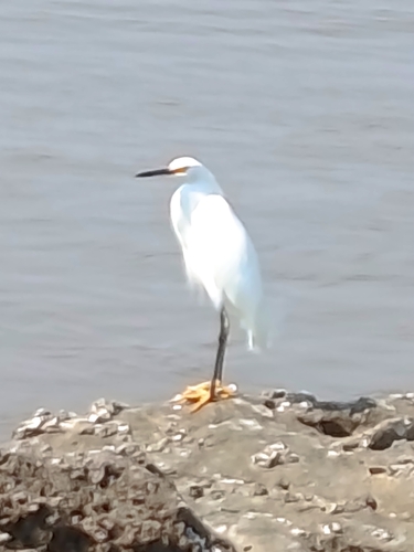 Snowy Egret (Egretta thula), photo 4