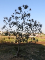 Cascabela thevetioides