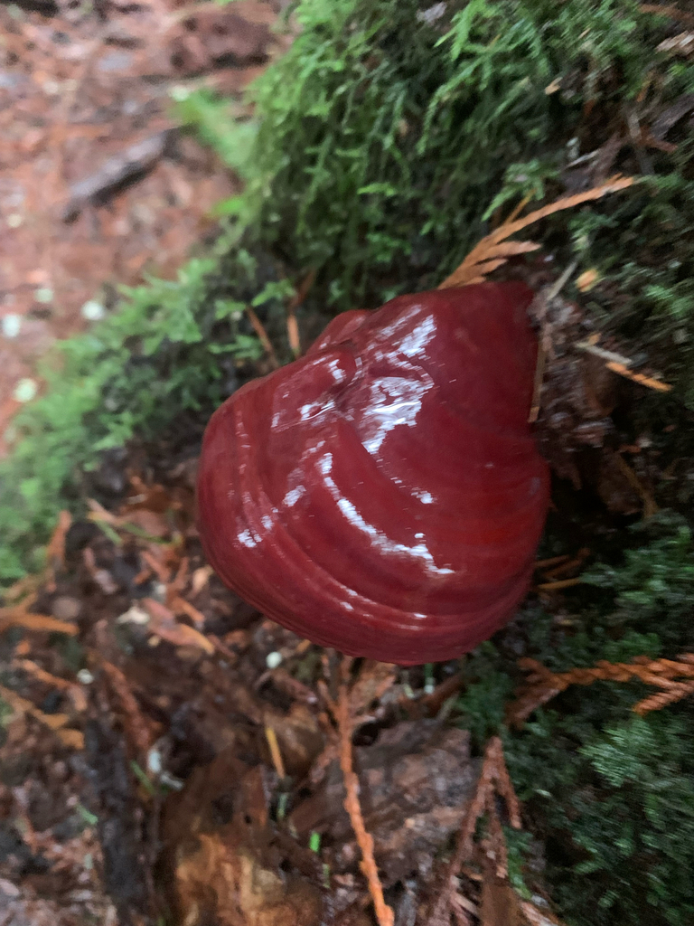 Ganoderma oregonense · January 2026 · photo: © liamsteele (iNaturalist, cc-by)
