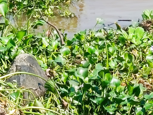 Northern Jacana (Jacana spinosa), photo 7