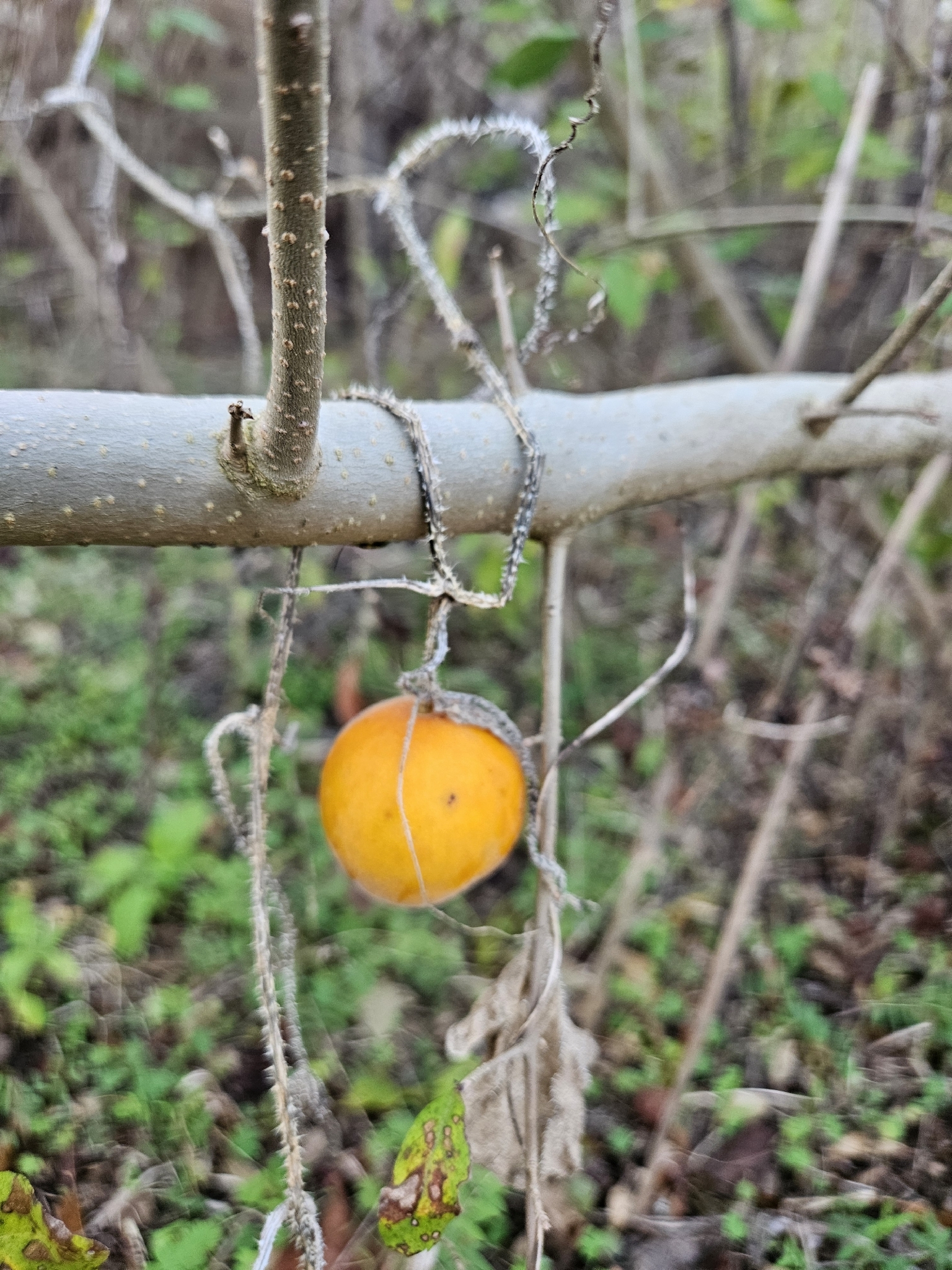 Photo by David Vander Pluym via iNaturalist (Copyright David Vander Pluym)