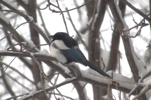 Black-billed Magpie (Pica hudsonia), photo 6