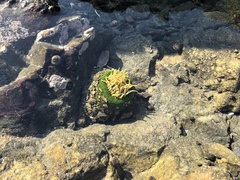 Anthopleura fuscoviridis