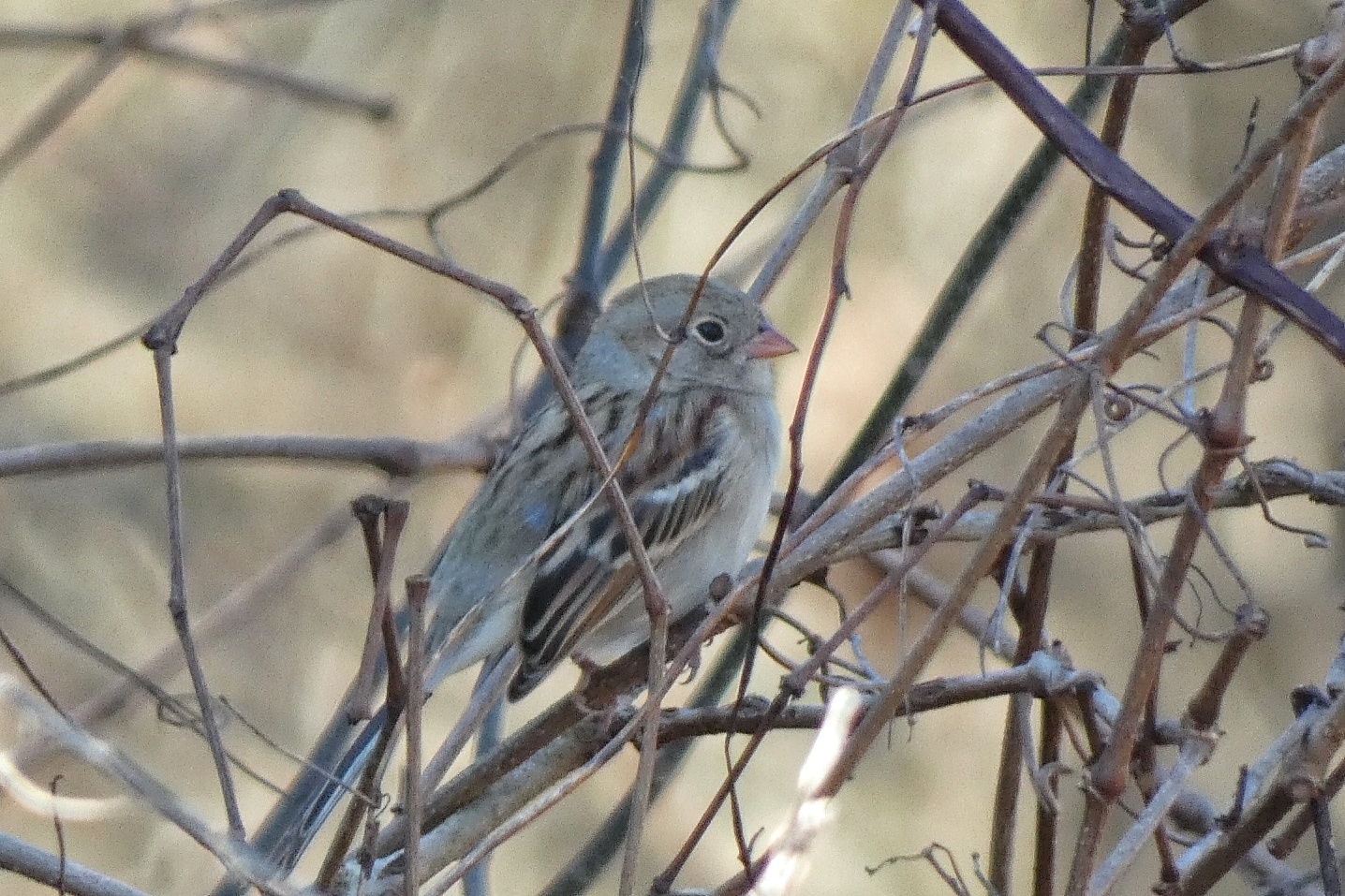 Field Sparrow (Spizella pusilla), photo 5