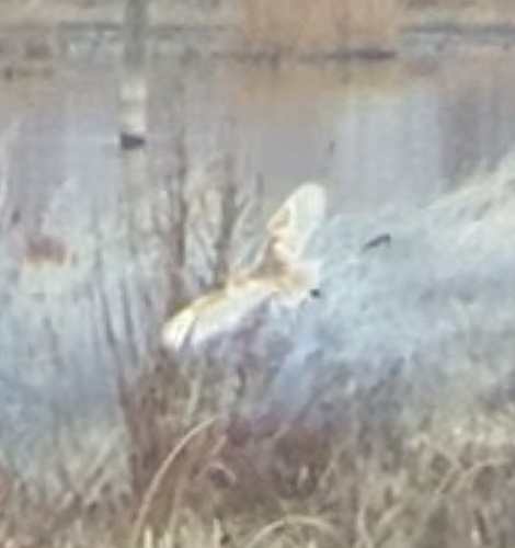 American Barn Owl (Tyto furcata), photo 4