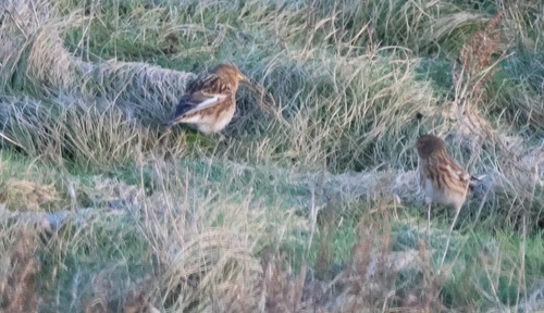 Twite (Linaria flavirostris), photo 2