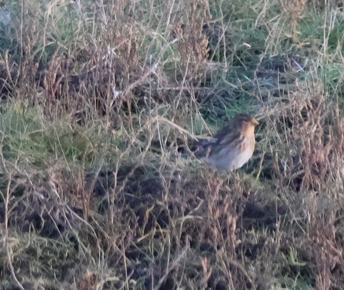 Twite (Linaria flavirostris)
