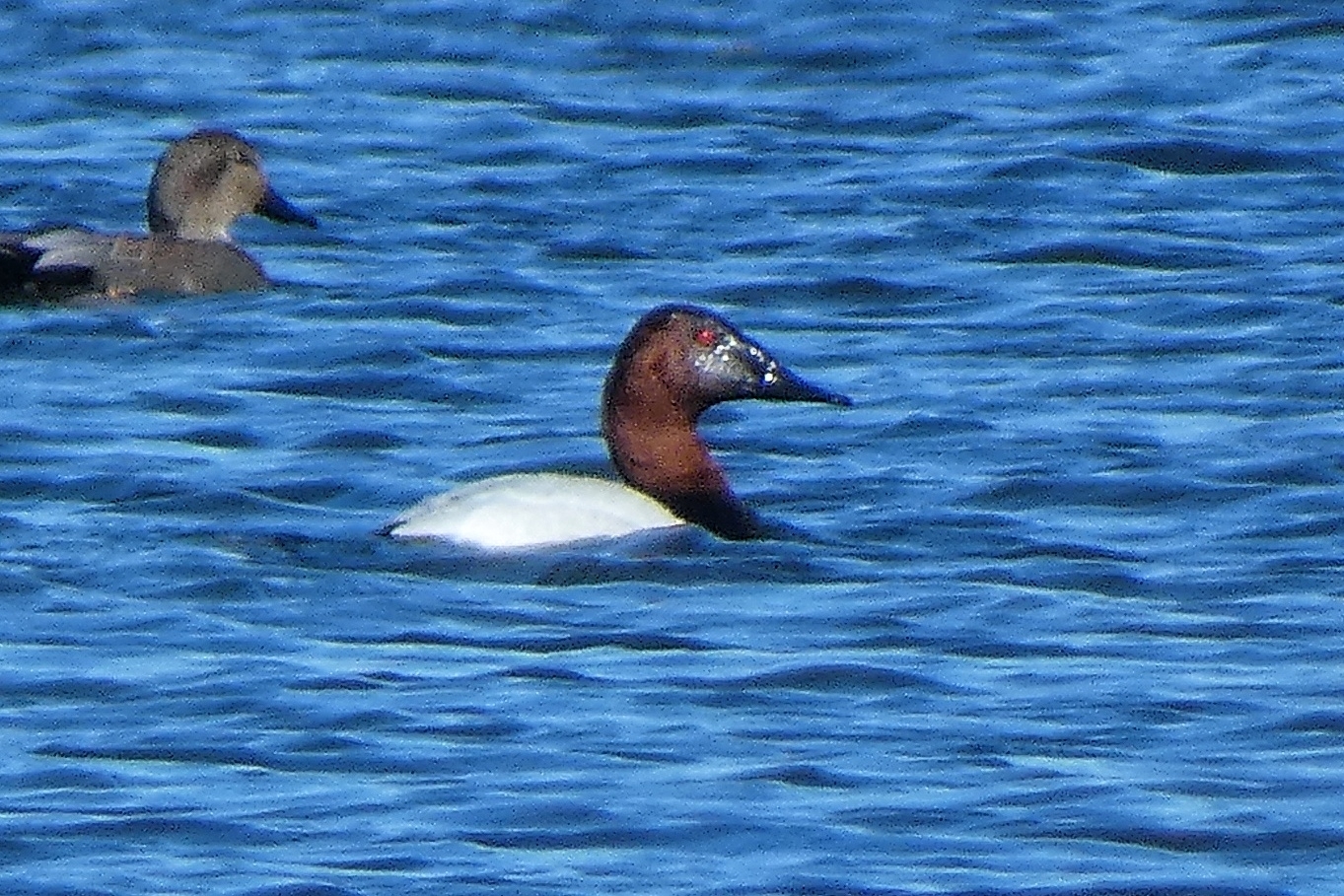 Canvasback (Aythya valisineria), photo 2