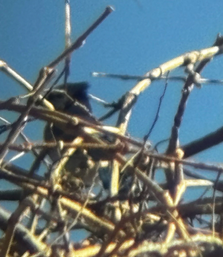 Blue Jay (Cyanocitta cristata), photo 8