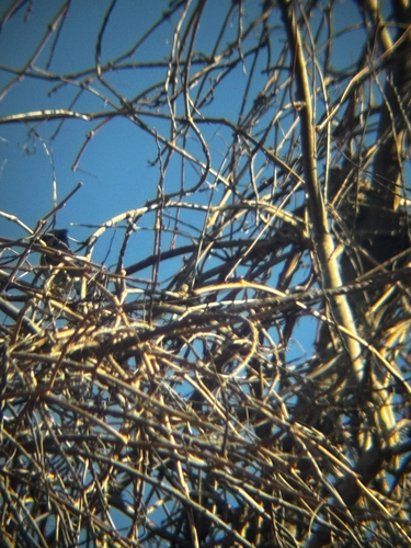 Blue Jay (Cyanocitta cristata), photo 9