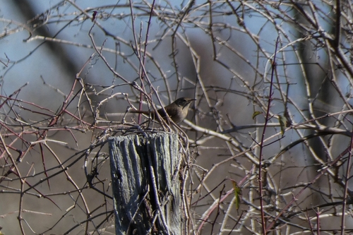 Northern House Wren (Troglodytes aedon), photo 5