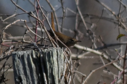 Northern House Wren (Troglodytes aedon), photo 6