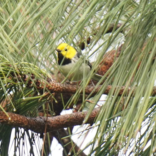 Hermit Warbler (Setophaga occidentalis), photo 2