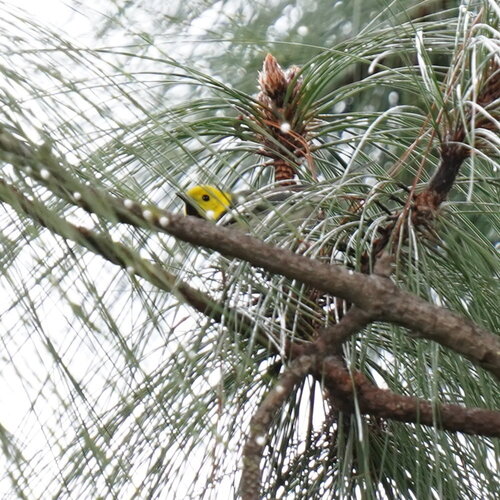 Hermit Warbler (Setophaga occidentalis), photo 3