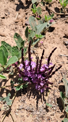 cowpea witchweed