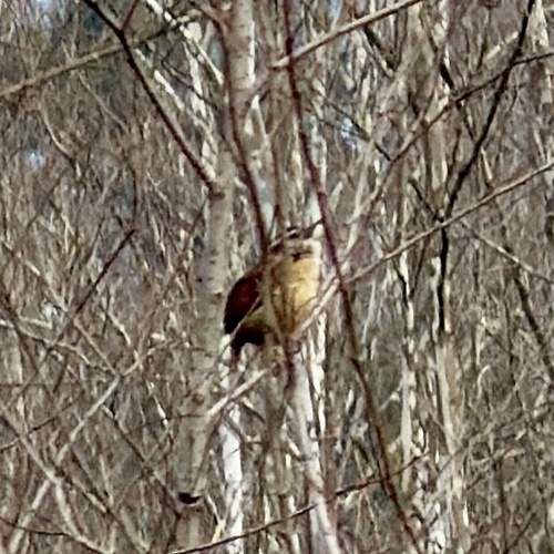 Carolina Wren (Thryothorus ludovicianus)