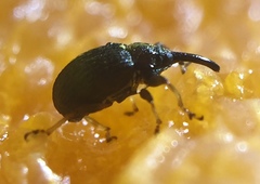 Anthonomus eugenii