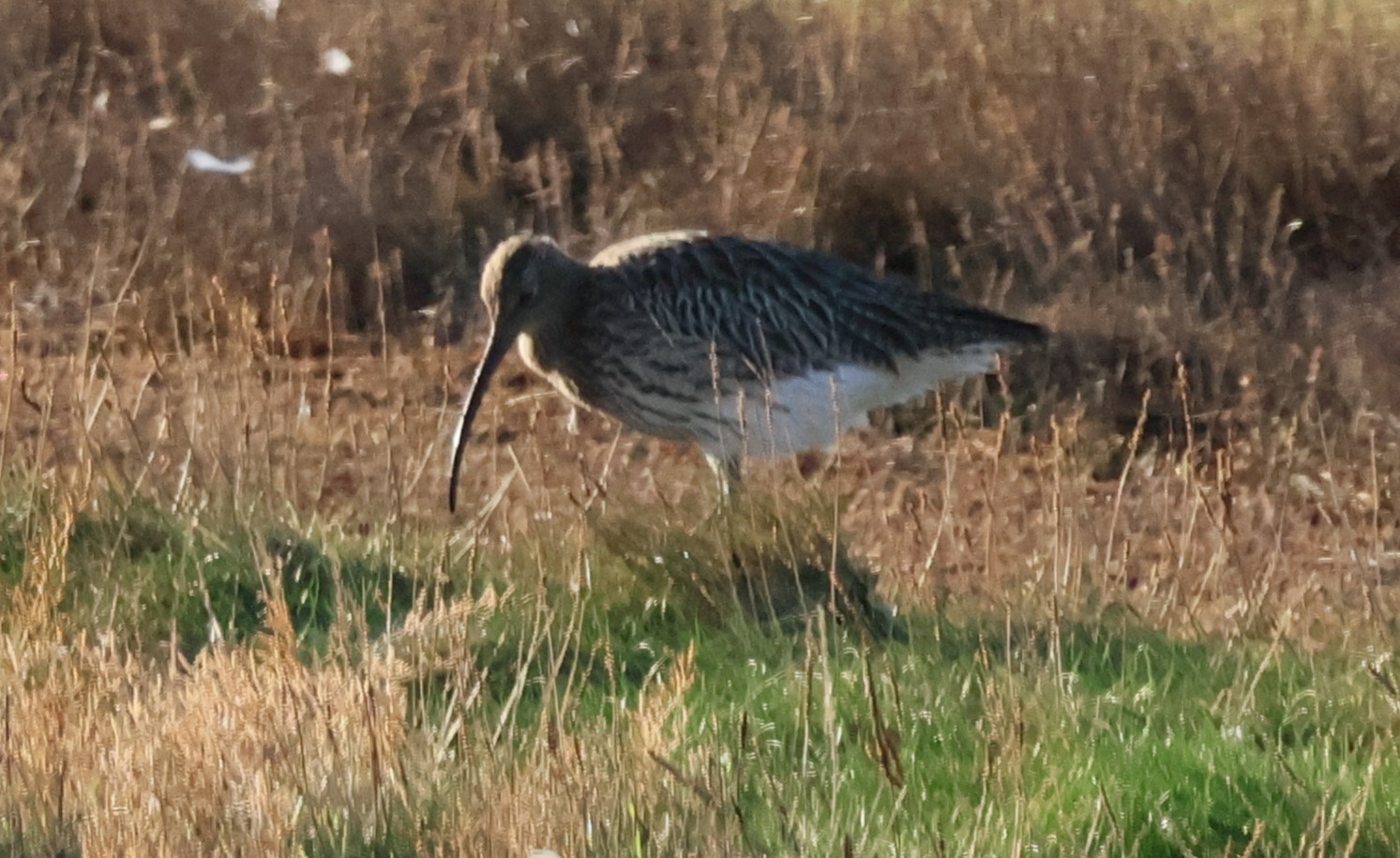 Eurasian Curlew (Numenius arquata), photo 6