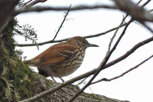 Brown Thrasher (Toxostoma rufum), photo 3