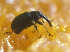 Anthonomus eugenii