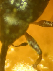 Anthonomus eugenii