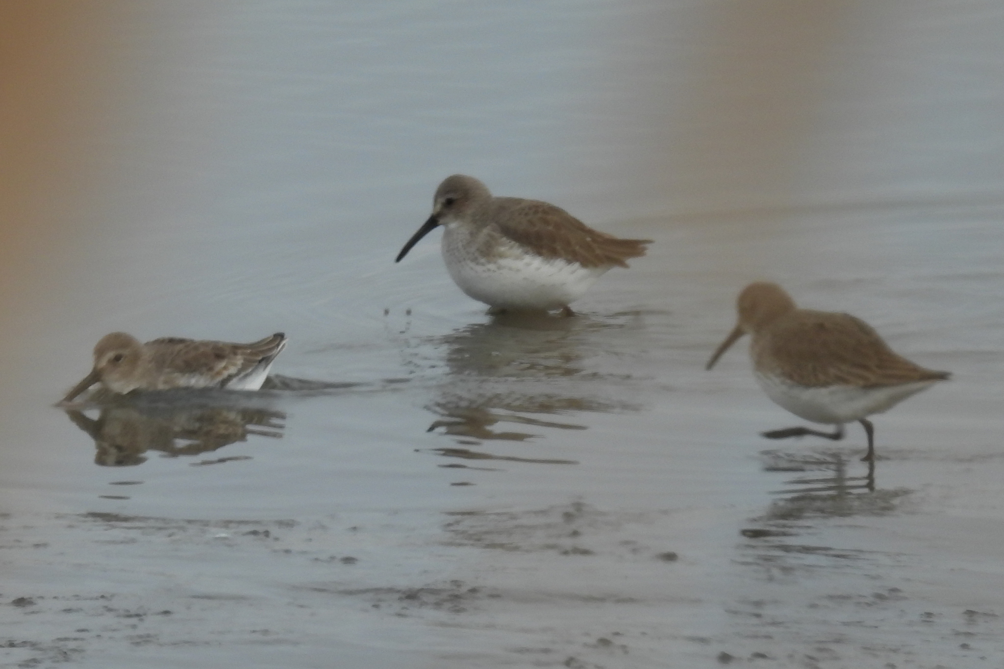 Dunlin (Calidris alpina), photo 2