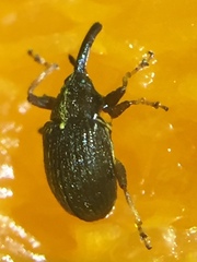Anthonomus eugenii