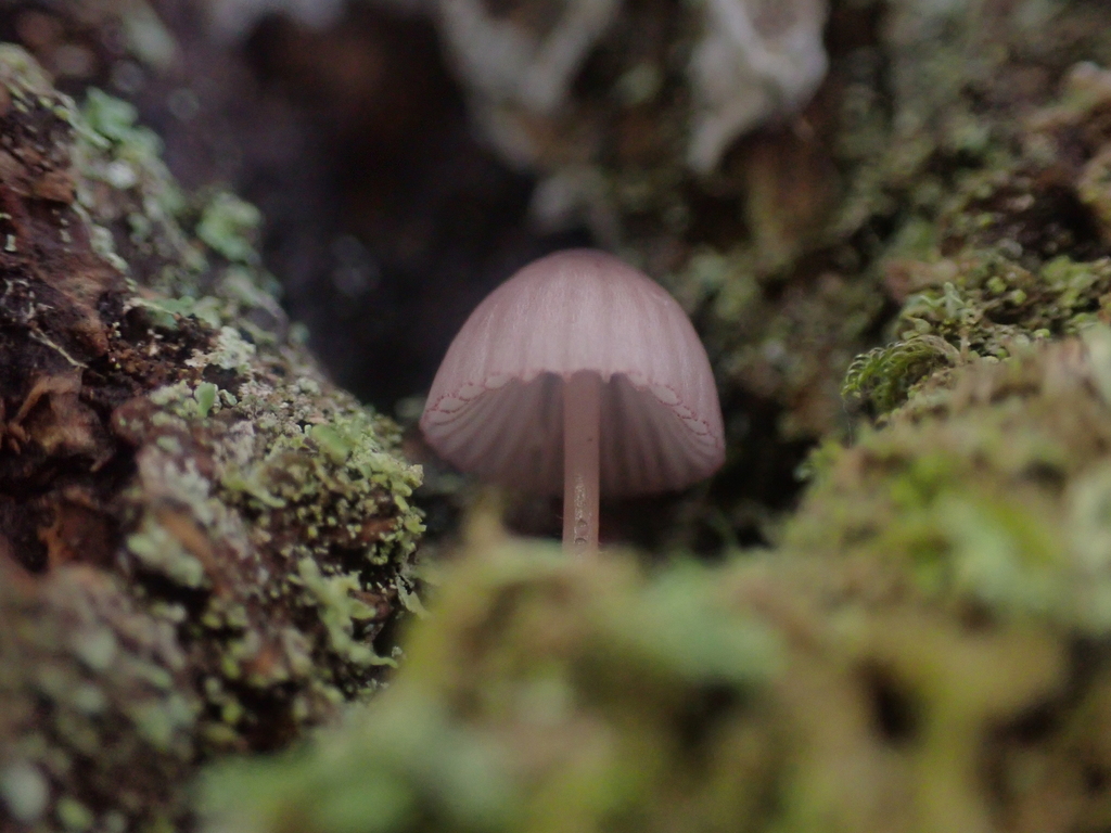 Mycena purpureofusca · January 2026 · photo: © dgwdoesthings (iNaturalist, cc0)