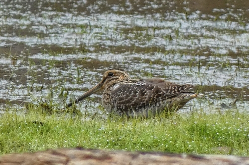 Wilson's Snipe (Gallinago delicata), photo 4