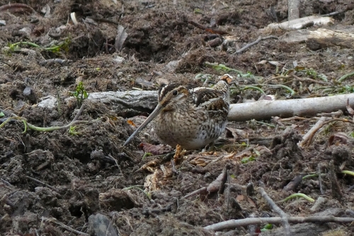 Wilson's Snipe (Gallinago delicata), photo 5