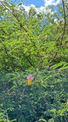 aroma